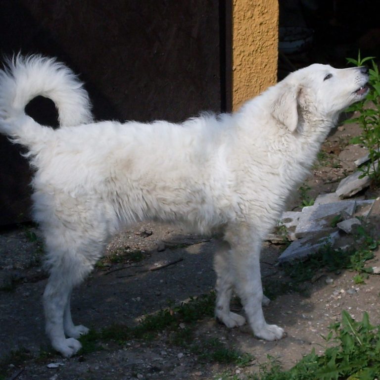 Kuvasz - polnischer Herdenschutzhund großer weißer Hund