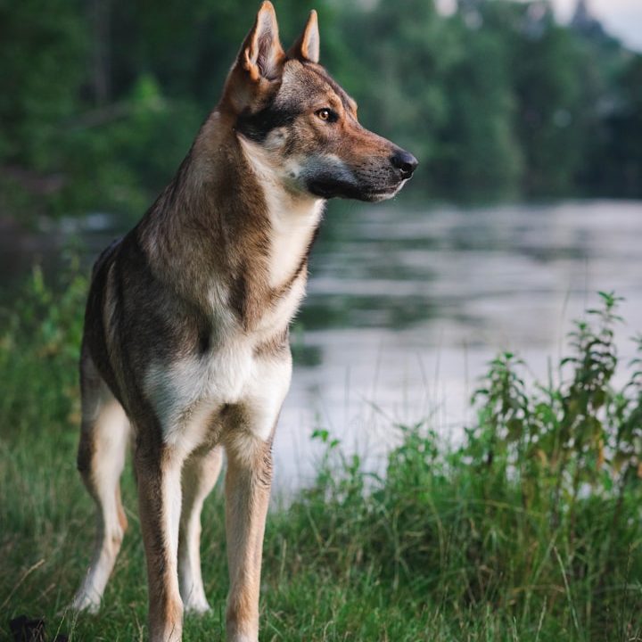 Schäfer-Husky-Mix #Ki-gen Ein Hund steht am Ufer eines ruhigen Sees, umgeben von grüner Vegetation.