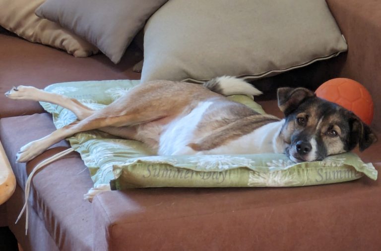 Hund aus Rumänien eingewöhnen Zwei süße Hunde mit braun-weißer Fellzeichnung liegen in den Armen einer Person.