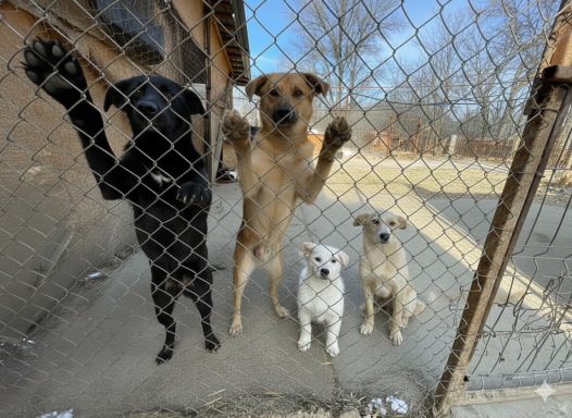 Hunde im Shelter Vier Hunde stehen an einem Zaun: zwei große, ein kleiner, alle warten auf Aufmerksamkeit.