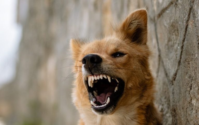 Aggression bei Tierschutzhunden aus Osteuropa Ein Hund mit gefletschten Zähnen steht vor einer Steinmauer.