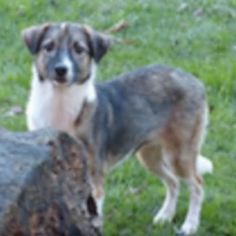 Lucy Ein braun-weißer Hund steht auf Gras neben einem Baumstamm.