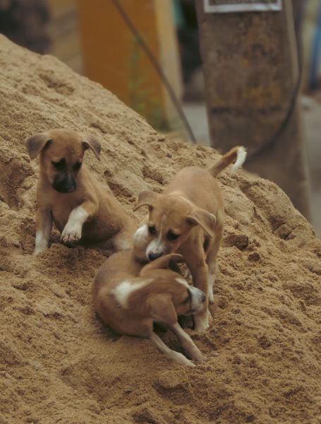 Streuner-Welpen spielen Drei Welpen spielen auf einem Sandhaufen.