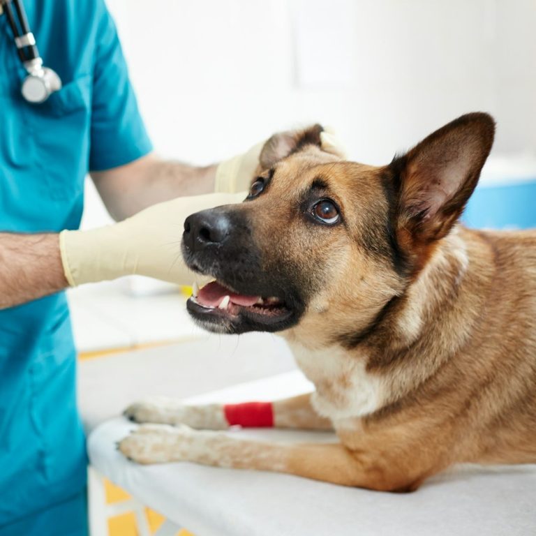 Hund beim Tierarzt Tierarzt untersucht einen Hund, der auf einer liegenden Fläche sitzt.