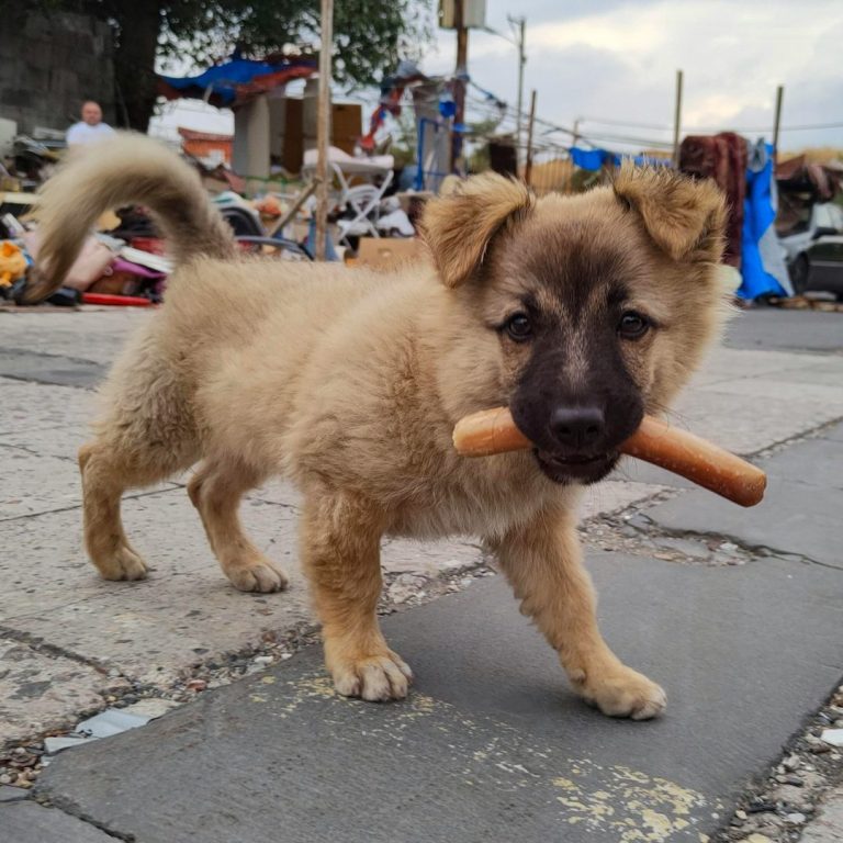 Straßenhundwelpe mit Wurst Welpen mit braunem Fell trägt eine Wurst im Mund auf einem Gehweg.