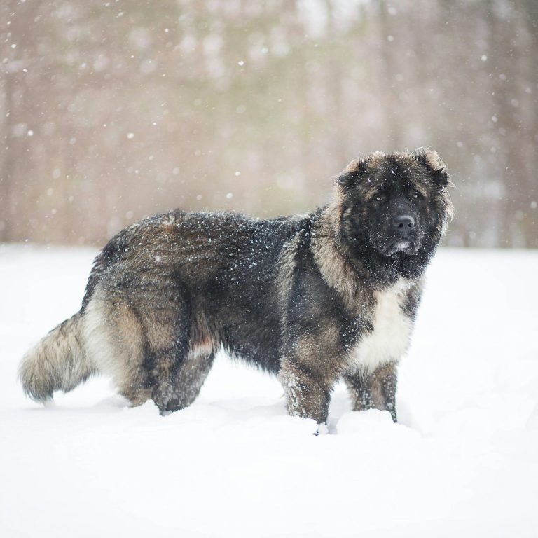 Owtscharka - Schäferhund Herdenschutzhund im Schnee