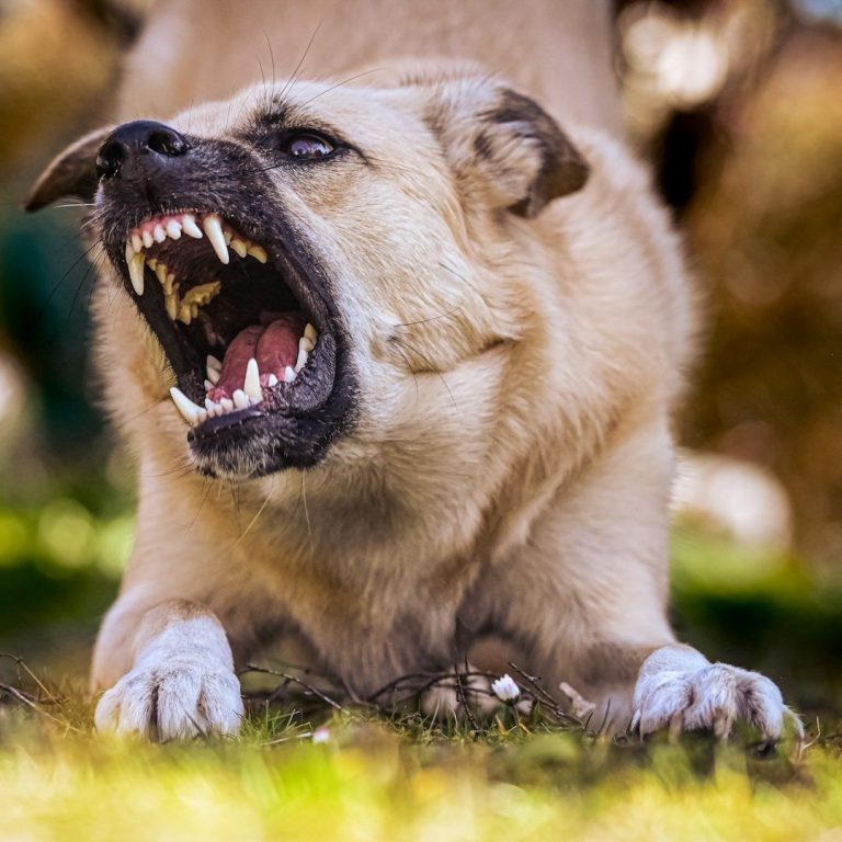 Ein aggressiv bellender Hund mit gefletschten Zähnen auf grünem Gras.