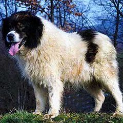 Tornjak: Hund aus Bosnien/Herzegowina schwarz-weißer Hirtenhund