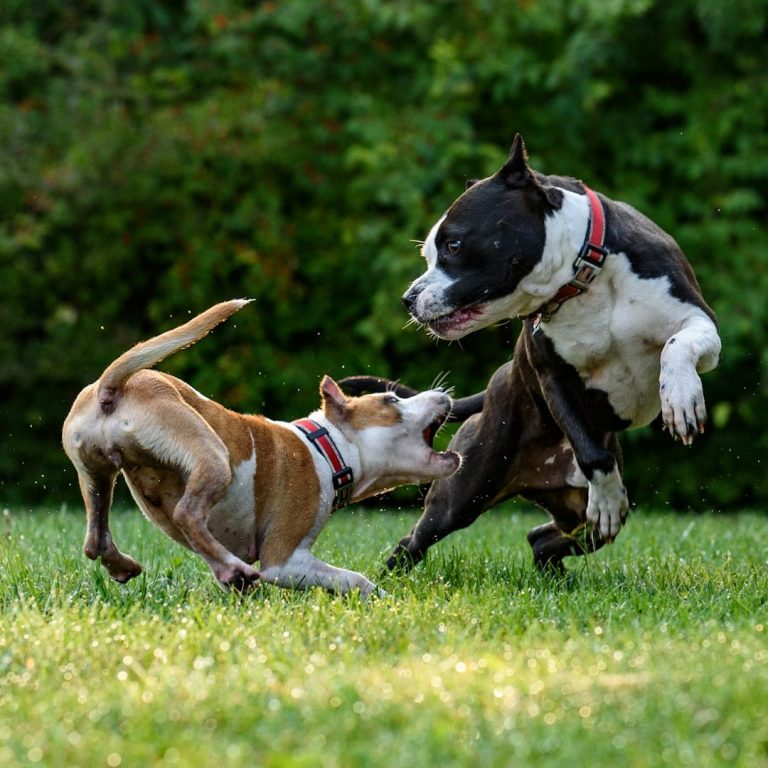 tierschutzhund beißt Zwei spielende Hunde auf einer Wiese, einer springt, der andere bellt fröhlich.
