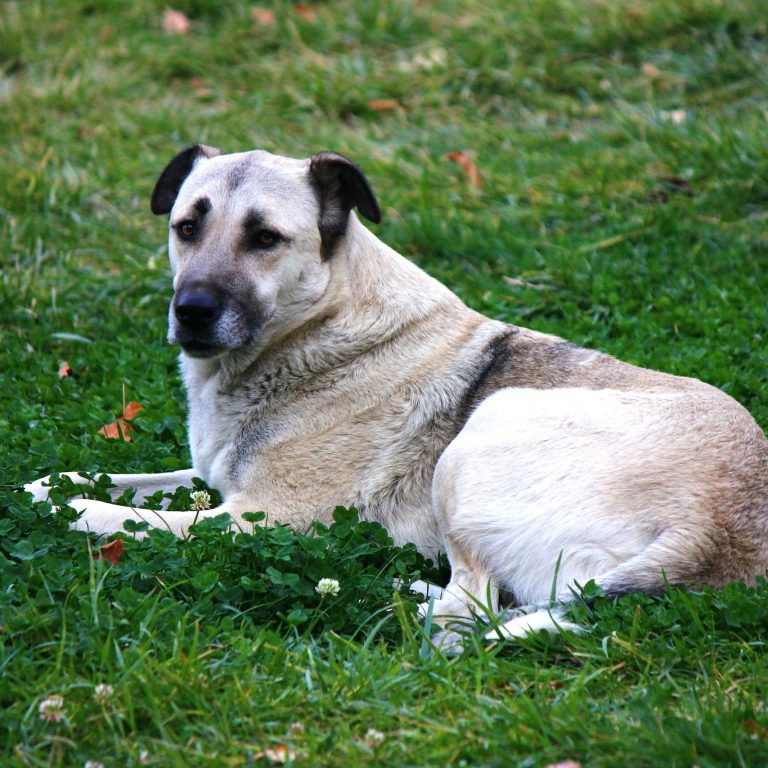 Kangal: anatolischer Hirtenhund Herdenschutzhund liegt auf einer Wiese