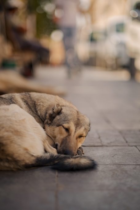 Straßenhund dösend-wachsam Ein Hund schläft auf einem Gehweg, im Hintergrund unscharfe Personen und Autos.