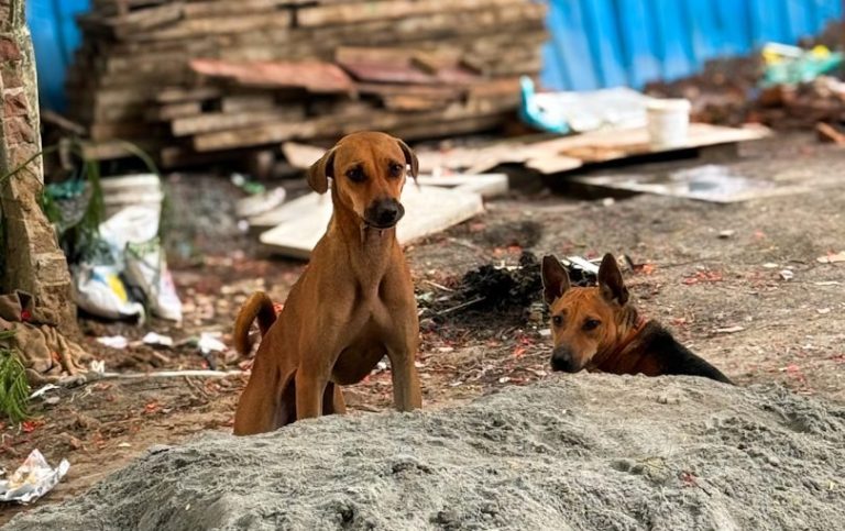 Straßenhund Trauma oder Anpass Zwei Hunde sitzen vor einem unordentlichen Hintergrund mit Bauabfällen.