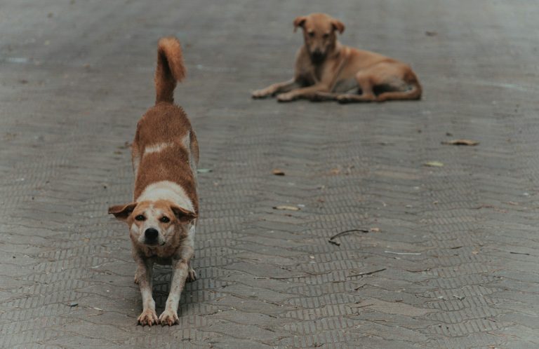 Straßenhunde Zwei Hunde auf einer Straße, einer liegt, der andere betrachtet die Umgebung.