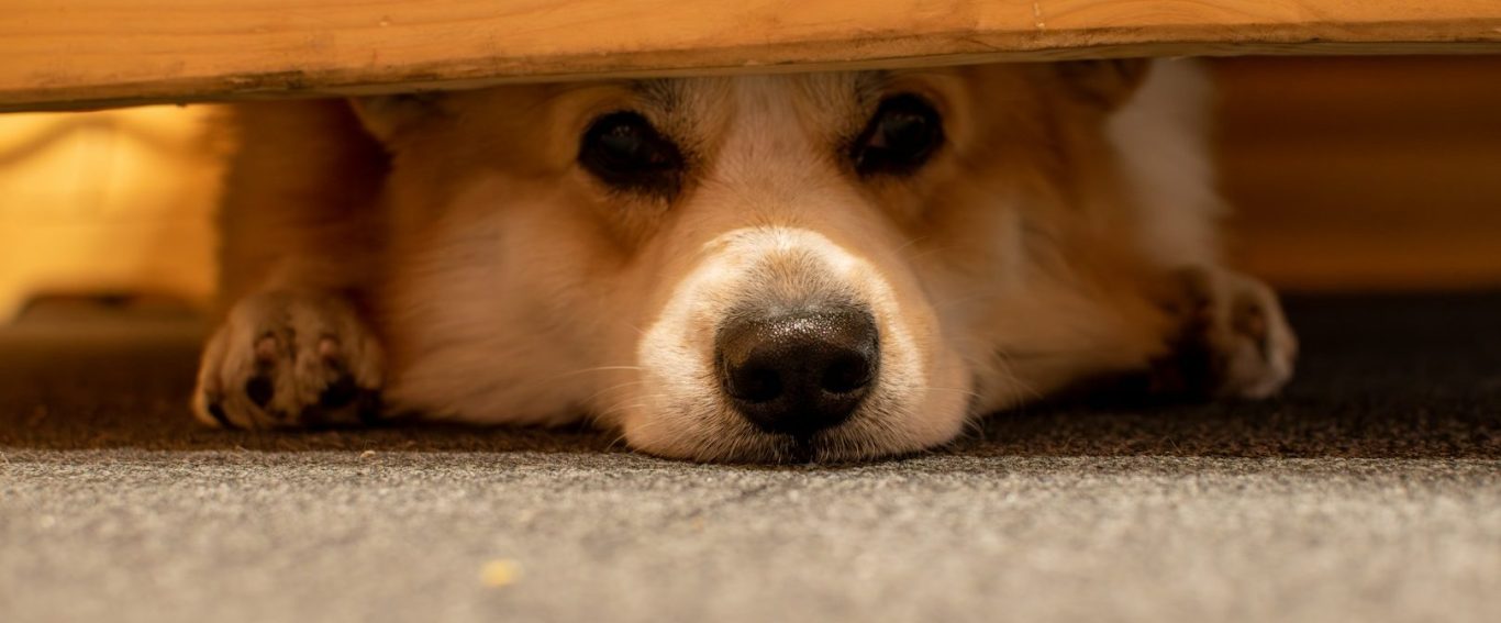 Hund zieht sich zurück Ein brauner Hund liegt unter einem Bett auf dem Teppich