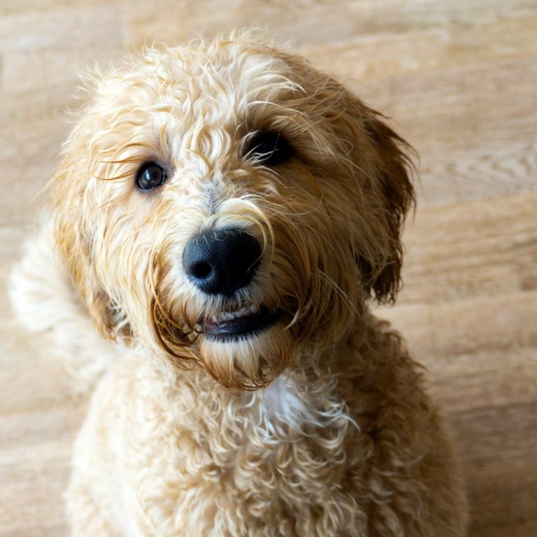 Labradoodle #Ki-gen. Labradoodle mit lockigem Fell und freundlichem Gesichtsausdruck auf Holzfußboden.