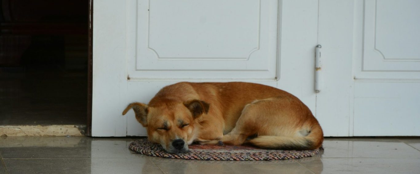 Hund döst auf Teppich Ein brauner Hund liegt ruhig auf einem Teppich vor einer Tür.
