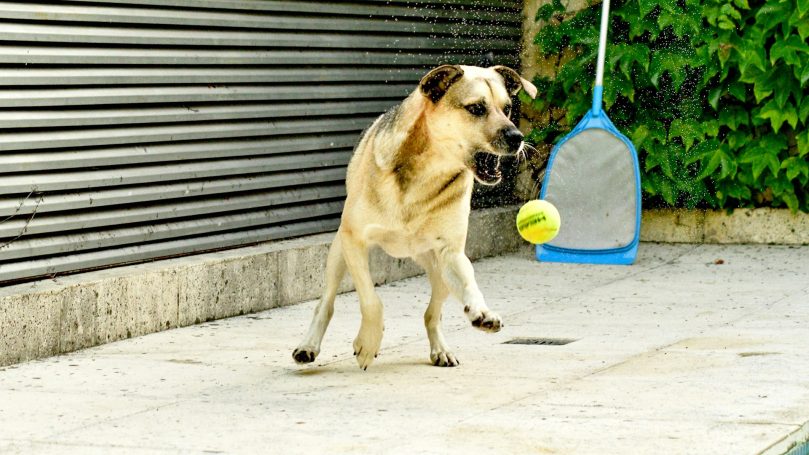 Ältere Streuner lernen zu spielen Ein Hund springt, um einen Tennisball auf einem Gehweg zu fangen.
