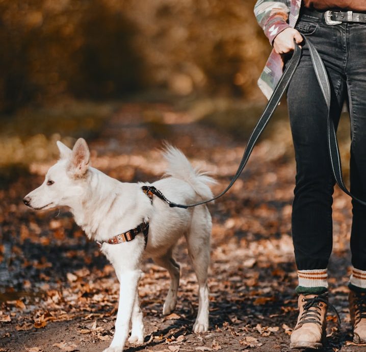 Tierschutzhund aus Bulgarien eingewöhnen Ein Mensch mit einem weißen Hund an der Leine auf einem von Blättern bedeckten Weg.